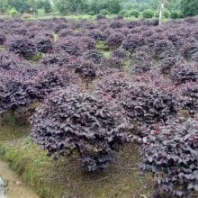 出售紅花檵木球 耐修剪 花壇色籬盆景 城市美化綠化彩葉植物