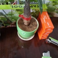 盆景定型綁枝機(jī) 新款綁枝機(jī) 專營(yíng)綁蔓器