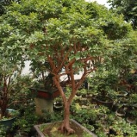 深圳嘉寶果盆景樹實(shí)物圖發(fā)貨惠州東莞大亞灣貨拉拉發(fā)樹葡萄嘉寶果樹