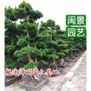 榕樹盆景（榕樹造型）高1.5-3米 福建漳州閩景園藝場