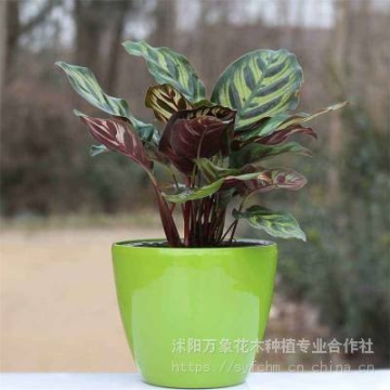 供應(yīng)室內(nèi)植物花卉-盆景，酒店植物，耐蔭植物，盆花