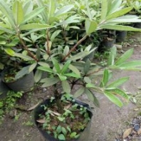 供應(yīng)高山杜鵑小苗 盆苗 四季常綠灌木 觀花觀葉植物耐修剪 園林別墅小區(qū)綠化植物 盆景景觀高山杜鵑