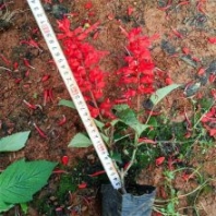 一串紅鼠尾草盆景盆栽小區(qū)庭院公園觀賞植物景區(qū)造景綠化