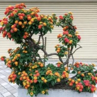 馬櫻丹盆景盆栽小區(qū)庭院公園造景綠化景區(qū)園林造景苗