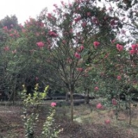 百日紅,紫薇,大紅紫薇,高桿紫薇樹,大紅紫薇基地,川紅紫薇批發(fā)出售