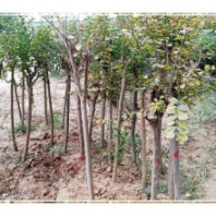 山東紫薇種植基地,4-6cm紫薇批發(fā)
