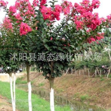 紫薇花苗美國(guó)紅火箭紅火球紅花紫薇樹(shù)苗盆栽 庭院綠化苗木 百日紅