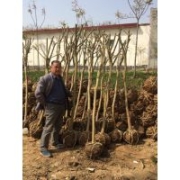 5公分紫薇河南哪里有賣