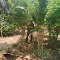 叢生紫薇常見規(guī)格有冠幅150公分至180公分 種植基地貨源充足