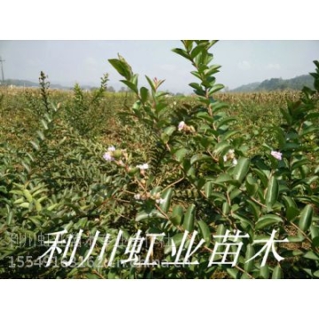 湖北恩施利川1米以上紫薇小苗紫薇種子(又名百日紅)