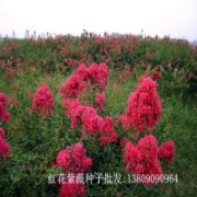 【***~】供應(yīng)大紅花紫薇種子 百日紅種子批發(fā) 紫薇價格 苗木種子
