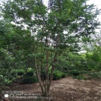 山東叢生紫薇基地及叢生紫薇綠化苗木叢生紫薇