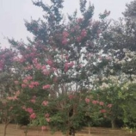 山東獨(dú)桿10公分紫薇基地暢購(gòu)無(wú)憂好貨價(jià)低