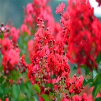 基地大量出售 嫣紅紫薇 卡洛琳嫣紅紫薇 各種規(guī)格 品種齊全 量大有優(yōu)惠 工程公園