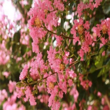 供應(yīng)花灌木-叢生紫薇、叢生百日紅、沭陽紫薇基地