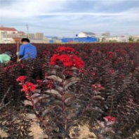 供應(yīng)黑鉆石紫薇 黑鉆石紫葉丹紅紫薇苗圃扦插苗及工程苗