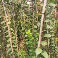 2米高紫薇條子開始售賣了哈，基地的紫薇小苗專門培育的紫薇條子