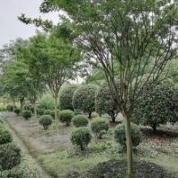 四川紅花紫薇批發(fā)基地 6公分紫薇價(jià)格 高分枝紫薇
