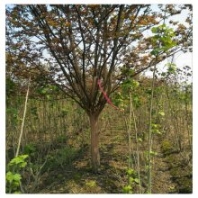 求購10公分12公分紫薇樹苗多少錢一棵 紅花紫薇樹苗價格