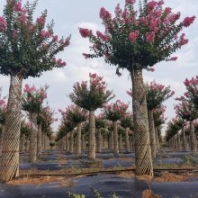 供應(yīng)園林綠化苗木行道樹 編織紫薇花瓶樹H200cm種植 造型紫薇樹