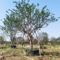 紫薇樹價(jià)格_紫薇樹苗木價(jià)格 紫薇樹苗種植基地