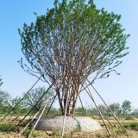 紫薇樹批發(fā) 紫薇樹基地供應(yīng)
