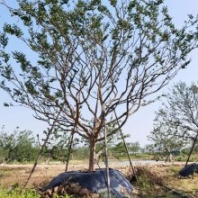 紫薇樹價(jià)格 綠化優(yōu)選紫薇樹 基地直供小葉紫薇