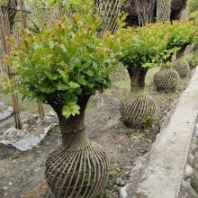 紫薇花瓶,紫薇花瓶價(jià)格,成都紫薇花瓶批發(fā)基地