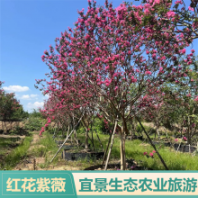 宜景生態(tài)骨架紅花紫薇 工程行道易成活紅花紫薇景觀樹