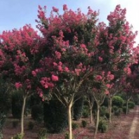 紅花紫薇出售 4公分5公分6公分紅花紫薇價格