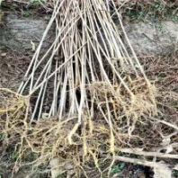 觀賞紫薇樹苗 叢生紫薇 農(nóng)天苗木 紫金花 承諾守信