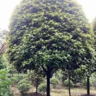 桂花樹苗多少錢一顆?四川雅安 喬木紫薇造型桂花樹高分支