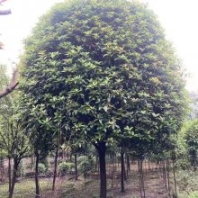 桂花樹價格表湖南岳陽 喬木紫薇造型高分支桂花樹
