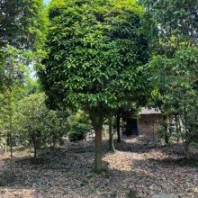 丹桂飄香是什么季節(jié)陜西榆林 喬木紫薇造型喬木種植基地供應(yīng)