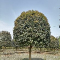 丹桂樹圖片河南新鄉(xiāng) 喬木紫薇造型八月桂種植基地出售
