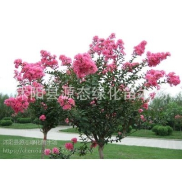 ***庭院綠化苗 工程苗 行道樹 紫薇樹苗 百日紅 紫薇苗 滿堂紅