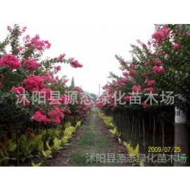 供應***庭院綠化苗 工程苗 行道樹 紫薇樹苗 百日紅 紫薇苗 滿堂紅