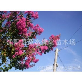 供應紫薇、花石榴、紫葉李、桂花、果石榴、流蘇苗