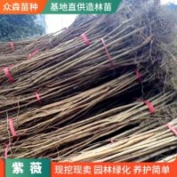 紫薇樹姿優(yōu)美 樹干光滑潔凈 花色艷麗