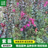 灰褐色7米高紫薇樹 枝干多扭曲小枝纖細 樹皮平滑
