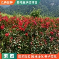直徑3-4厘米紫薇樹 花色玫紅紫色白色 顏色艷麗造型美觀