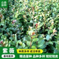 耐干旱紫薇樹 抗污染能力強 喜暖濕氣候略耐陰