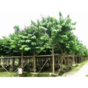 供應(yīng) 福建大葉紫薇（包裝上車）