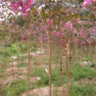 批發(fā)出售速生紫薇 樹形優(yōu)美 園林叢植造景樹種