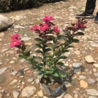 批發(fā)天鵝絨紫薇 園林地被綠籬花灌木 景觀工程綠化花卉