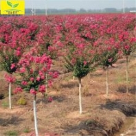 ***紅紅花紫薇樹(shù) 顏色鮮艷 成活*** 2公分3公分紫薇樹(shù)苗