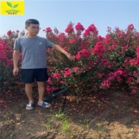 叢生紫薇苗 1.2米1.5米冠 南北方均可種植 紅花紫薇樹(shù)苗