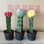 仙人球出口 Cactus 漳州多肉 Succulents 仙人掌種植出口基地