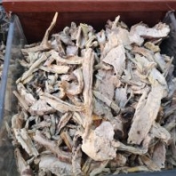仙人掌批發(fā) 仙人掌的功效
