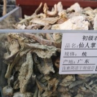 仙巴掌、霸王樹(shù)、火焰、火掌、玉芙蓉